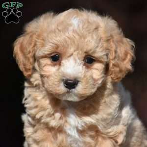 Boxer, Bich-Poo Puppy